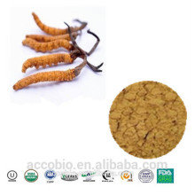 Alta Qualidade 100% Natural Orgânica Cordyceps Militaries Extrato Em Pó